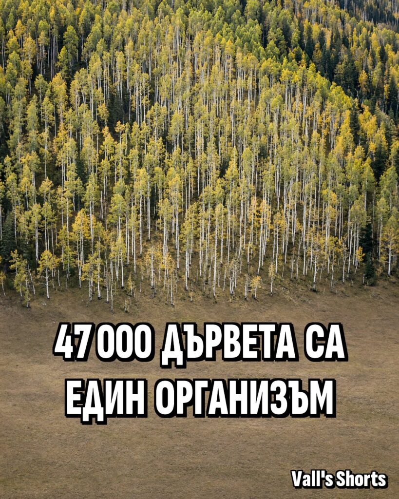 47 000 дървета са един организъм